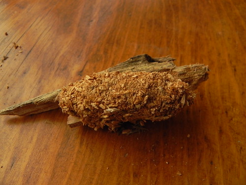 Cossus cossus=Chenille du Gâte-bois chrysallidée