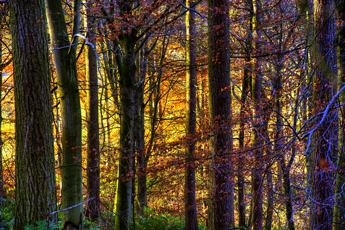 trees light sunset england walking woods europe cheshire britain hdr sandstonetrail berwardsley