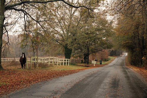 countryroads ruralsouth andersonsc canon1585 canon 7d pastoral country vanishing america southern landscape countrylife horse