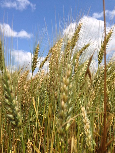 clouds wheat bluesky dubose