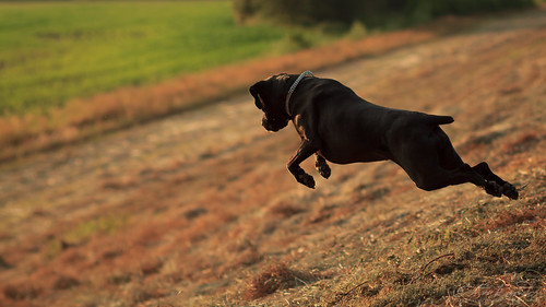 sunset summer dog black field cane female fun jump outdoor hunting sunny corso