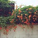 #instagram #instaflower #korea #seoul #wall #flower