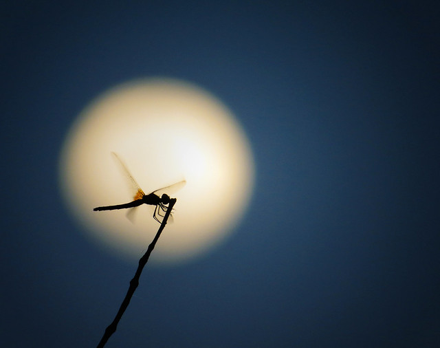 Lonely Dragonfly
