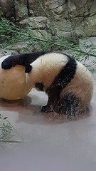 Bei Bei with his ball