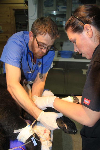 Black Bear yearling #13-0420 tooth removal