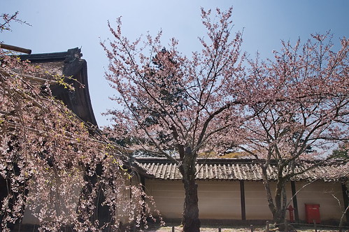 【写真】2013 桜 : 毘沙門堂/2021-03-09/IMGP9935