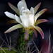 2nd Place - Flora - Lynda Cummings - The Cactus Flower