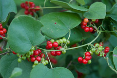 Clusters of red berries in fall
Heart-shaped leaves
Twining vine
Yellow seed inside of red berry is a spiral