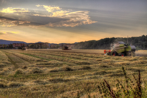sunset field wheat combine hdr harvester