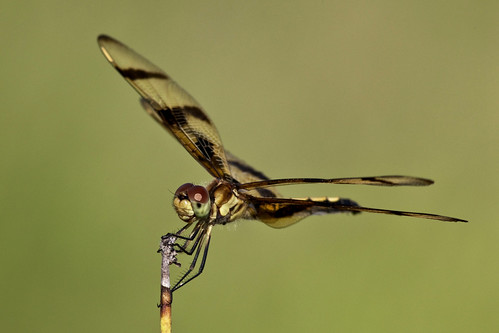 kh0831 brigantine nj insect dragonfly odonta
