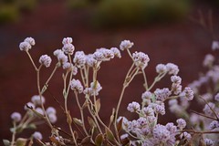 Pilbara Flora
