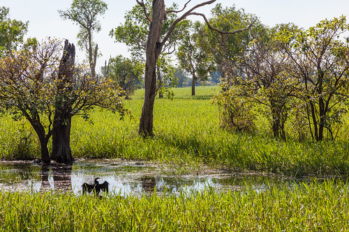 bird nature water nationalpark australia kakadu wetland yellowwater northernterritory
