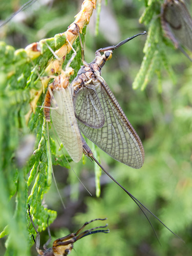 insect georgianbay cedar mayfly ephemeroptera