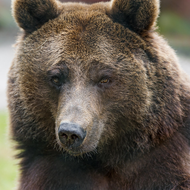 Brown bear portrait