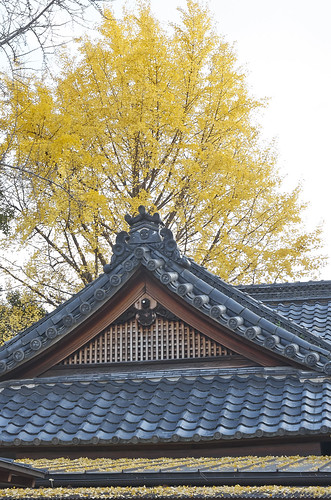 【写真】2013 紅葉 : 護王神社/2021-09-27/IMGP4237