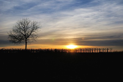 tramonto albero inverno vigneto nikond300 vrzoom1685mmf3556gifed