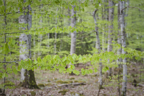trees woodland landscape outdoors spring woods sweden limegreen swedish småland scandinavia springtime shallowdof europeanbeech canonphotography bokhultet digitaldslr commonbeech treesinspring sigma1750mmf28