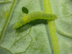 小菜蛾的幼蟲，李鍾旻攝影