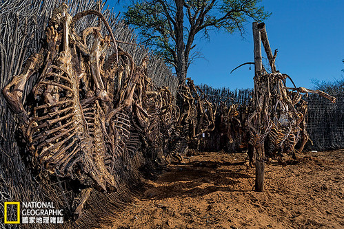 在南非，獅子被合法獵殺後所留下的骨骼會作為傳統藥材輸出，主要銷往亞洲。由於野生老虎的數量已減少到只剩下數千隻，獅骨愈來愈受歡迎。攝影：Brent Stirton；圖片提供：《國家地理》雜誌中文版2014年6月號