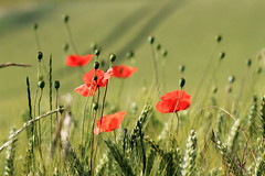 five red spots on a green background - Photo of La Herlière