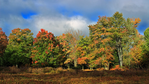 pennsylvania cameroncounty elkstateforest wykoffrunnaturalarea mauricekgoddardwykoffrunnaturalarea mkgoddardwykoffrunnaturalarea quehannawildarea oldhoovertrail pennsylvaniawilds hiking field meadow trees deciduous foliage sky clouds autumn creativecommons