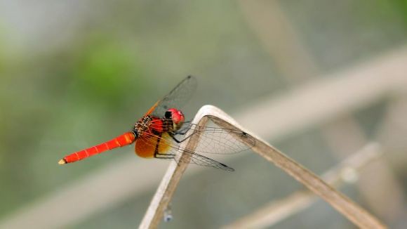 小紅蜻蜓 ，攝影：青竿。