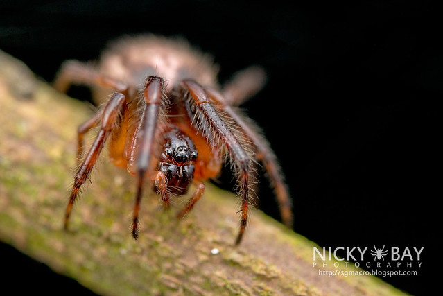 Orb Web Spider (Araneidae) - DSC_0802