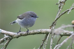riroriro - grey warbler - Gergone igata