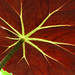 3rd Place - Flora - Richard Youngblood - Underside of Leaf