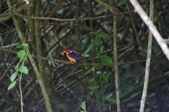 Pygmy kingfisher with a catch
