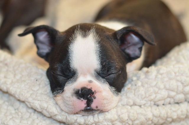 A close up of a sleeping Boston Terrier puppy.
