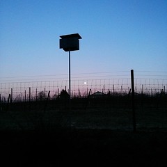 Even the owls have a good view of the moonrise
