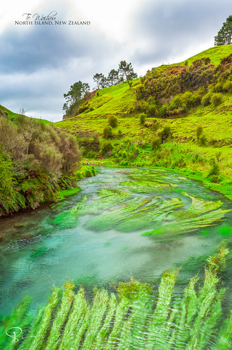 newzealand green water forest river rainforest stream waikato northisland lush matamata putaruru ngatira