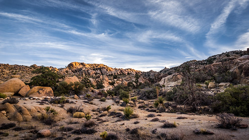 california ca trees sunset cactus sky clouds sand rocks desert sony boulders joshuatreenationalpark a7r metabones smartadapteriii
