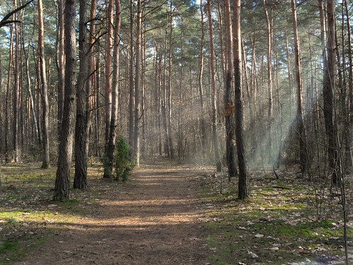 trees winter light sunlight forest poland polska puszczakampinoska jurekp samsungwb650