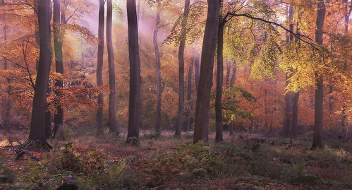 autumn trees light sun season woods woodlands rays beech