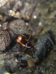 Ground beetle (Elaphropus, subgenus Barytachys); Mount Rainier, PGC, Maryland; July 10, 2014