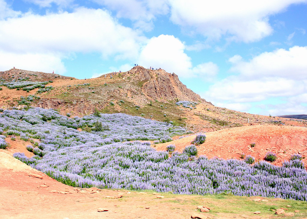 haukadalur-mountain-with-lupines