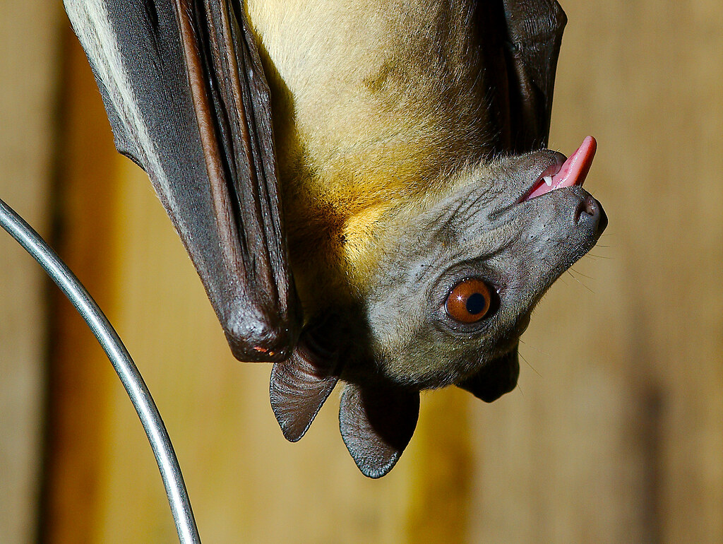 Straw-coloured Fruit Bat (Eidolon helvum)