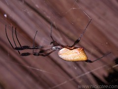 Golden Silk Orb-weaver Spider (Nephila clavipes)