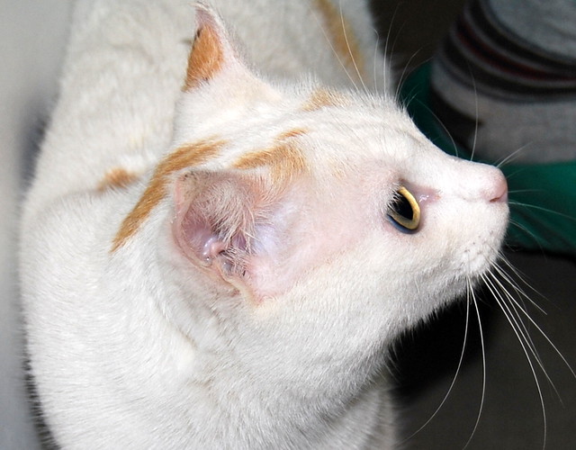 Michi, gatita tricolor muy blanca, una monadita nacida en Mayo´12 necesita hogar. Valencia. ADOPTADA. 12014809354_dddeda9e84_z
