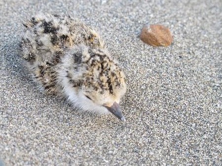 早熟性的環頸雛鳥，像兩顆毛茸茸的湯圓，破殼而出之後，就有能力行走，而且全身滿布細細的絨羽。牠們從一出生就要面對風沙的考驗，瞇著眼睛，低伏著身體。