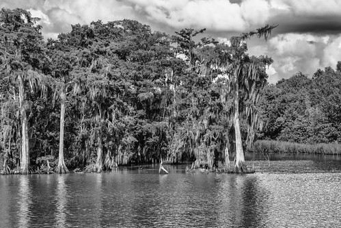 trees blackandwhite monochrome canon louisiana unitedstates bayou swamp wetlands cypress berwick stmaryparish bayouchene canonrebel3ti ilobsterit
