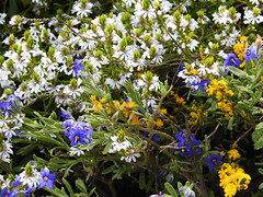 Wildflowers in Kalbarri National Park (set of 11)