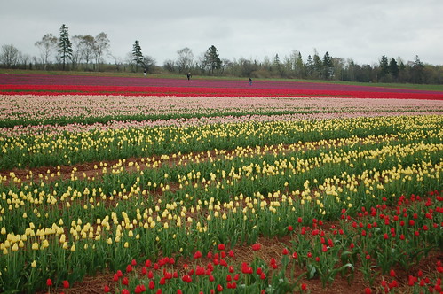 canada tulips princeedwardisland pei waterside