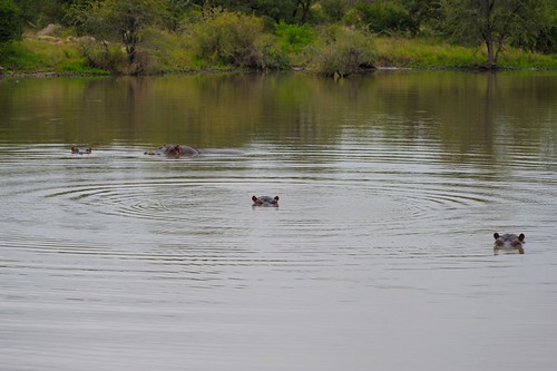 africa animal southafrica pond wildlife safari naturereserve hippo hippopotamus kruger limpopo balulenaturereserve balule greaterkrugernationalpark