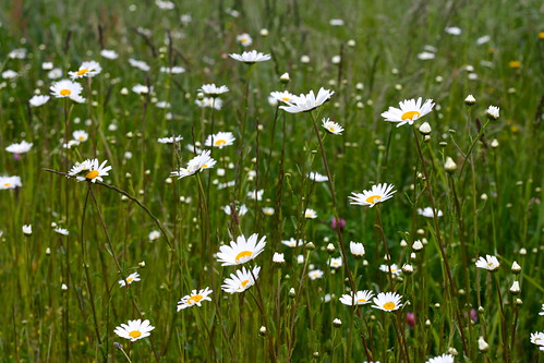 flowers caminodesantiago galicia spain canonef50mmf18ii palasderei lugo canoneosrebelxs