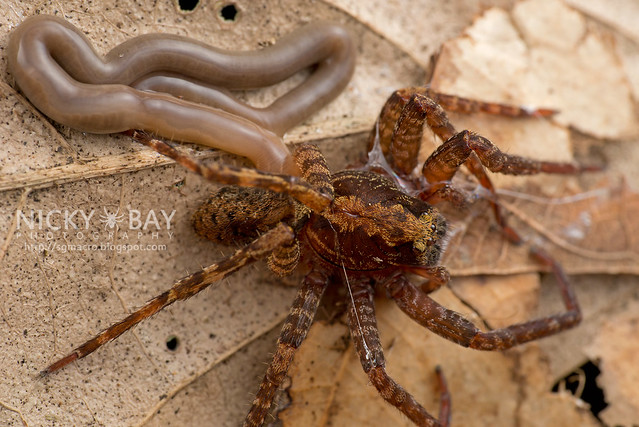Ribbon Worm (Nemertea) devouring Wandering Spider (Ctenidae) - DSC_2510