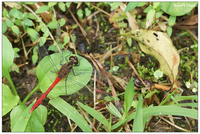 焰紅蜻蜓 Sympetrum eroticum ardens (MacLachlan, 1894)