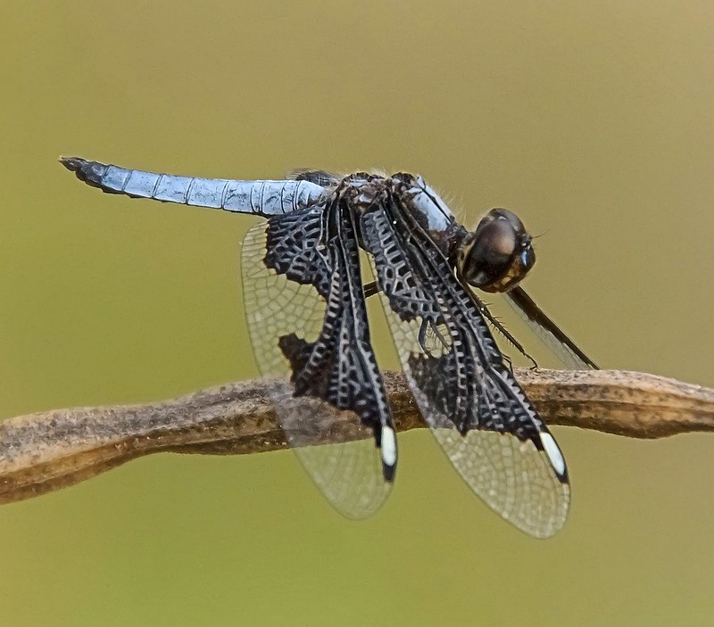 Portia Widow Dragonfly